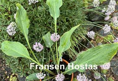 Hosta Venetian Dream